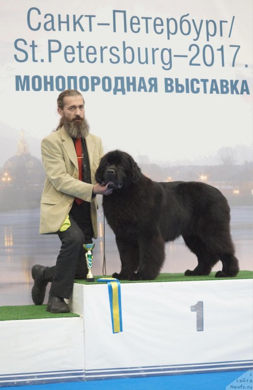 Фото: ньюфаундленд Sent Djons Yustiniya Yuliya (Сент Джонс Юстиния Юлия)