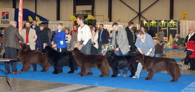 Фото: ньюфаундленд I Follow The Sun de L'Etoile de Cyrice, ньюфаундленд Smigar Agday Virtus (Смигар Агдай Виртус), ньюфаундленд Funnewf Atlantika (Фанньюф Атлантика), ньюфаундленд Smigar Afrodita Medichi (Смигар Афродита Медичи), ньюфаундленд Funnewf Arktika (Фанньюф Арктика)