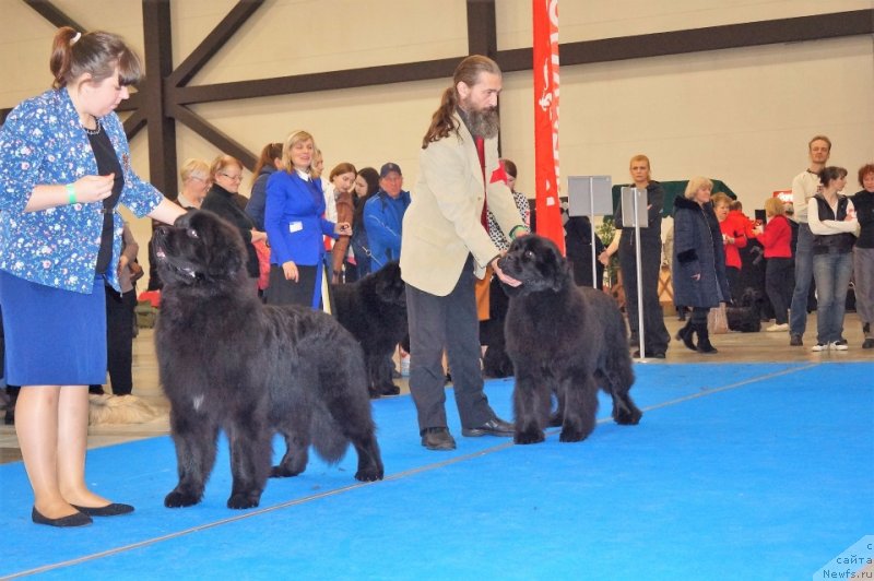 Фото: ньюфаундленд Peter-Bear Naslednik Emira (Петер-Беар Наследник Эмира), ньюфаундленд Sent Djons Yustiniya Yuliya (Сент Джонс Юстиния Юлия)