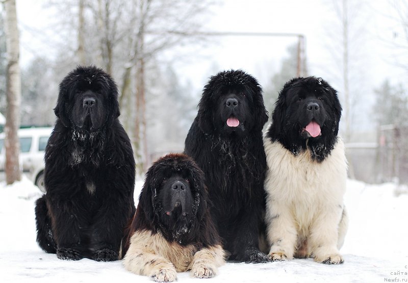 Фотография № 233132