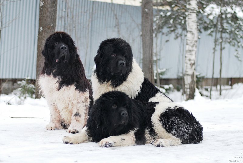 Фотография № 233133