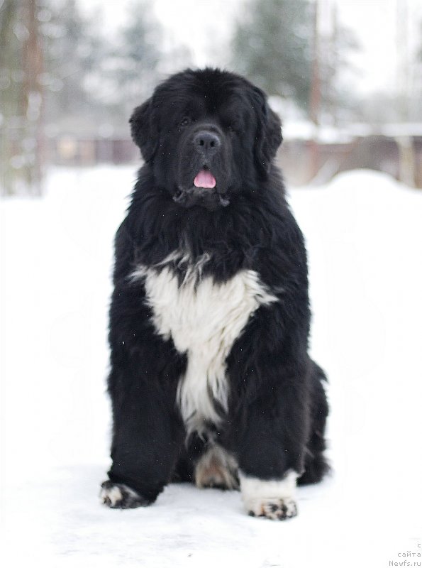 Фотография № 233137