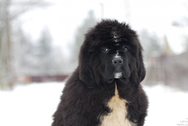 Фотография № 233138