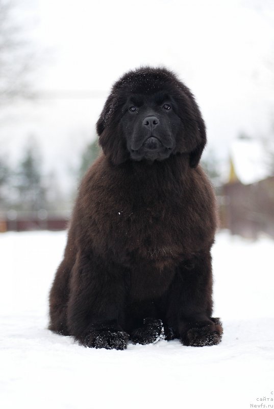 Фотография № 233139