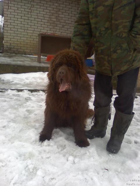 Фото: щенок питомник 