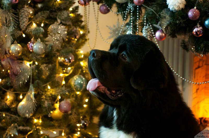 Фотография № 233141