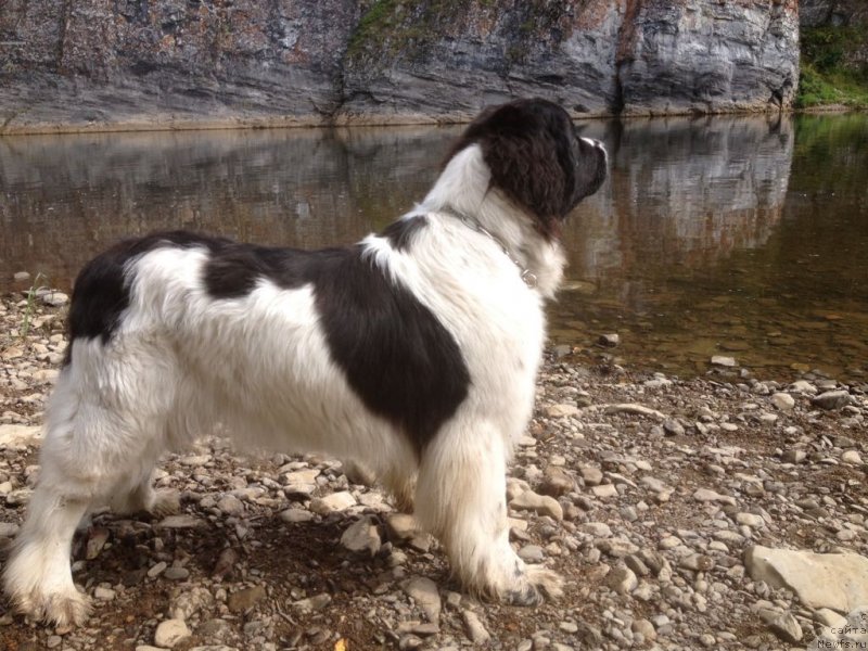 Фотография № 233142