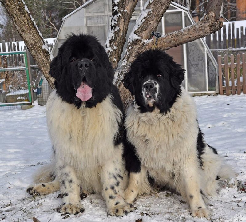 Фотография № 233143