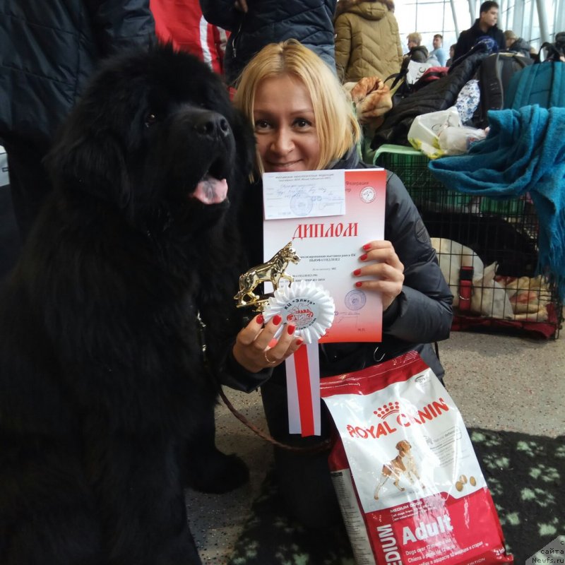 Фото: ньюфаундленд Terra Victoria Ghou Show (Терра Виктория Жу Шоу)