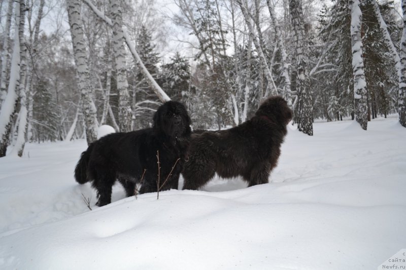 Фото: ньюфаундленд YEkselent B'yuti (Экселент Бьюти), ньюфаундленд Akvamarinovaya Krasotka dlya Marleon (Аквамариновая Красотка для Марлеон)