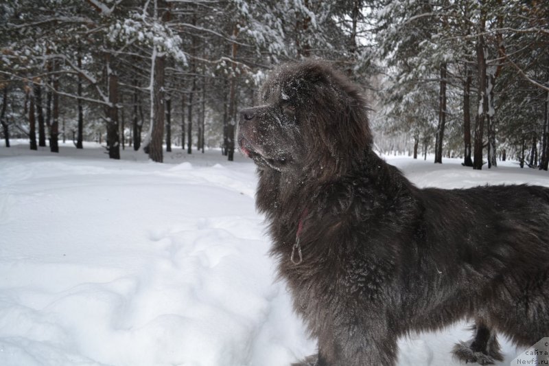 Фото: ньюфаундленд Akvamarinovaya Krasotka dlya Marleon (Аквамариновая Красотка для Марлеон)