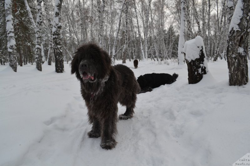 Фото: ньюфаундленд Akvamarinovaya Krasotka dlya Marleon (Аквамариновая Красотка для Марлеон)