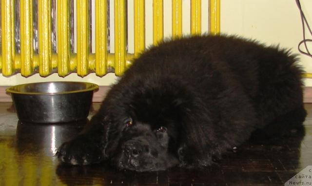 Фото: Elizaveta Safiullina (Елизавета Сафиуллина)