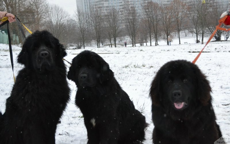 Фото: ньюфаундленд Lepestok Lilii (Лепесток Лилии), ньюфаундленд Terra Victoria Key to my Heart (Терра Виктория Кей ту Май Харт), ньюфаундленд Terra Victoria Kindred Spirit (Терра Виктория Киндред Спирит)