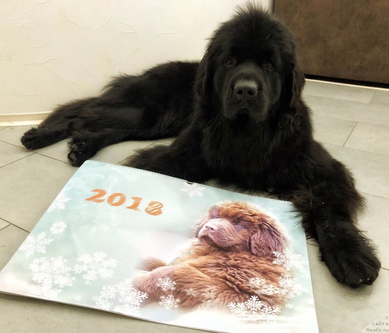 Фото: ньюфаундленд Brownblood MSK Lavy Neman (Браунблад MCК Лави Нэман)