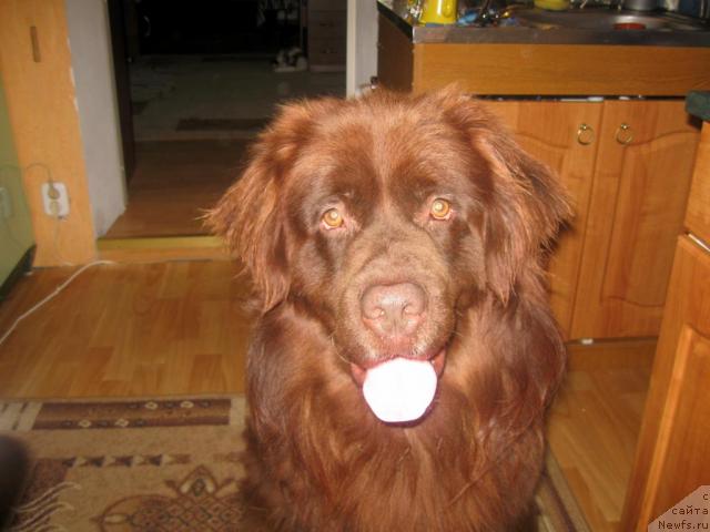 Фото: ньюфаундленд Bond (Бонд)