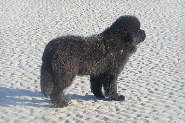 Фотография № 233179