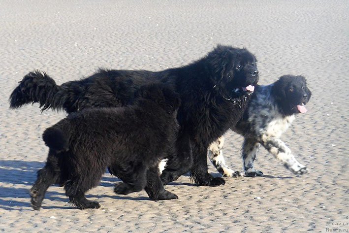 Фото: ньюфаундленд Original s Berega Dona (Оригинал с Берега Дона), с друзьями