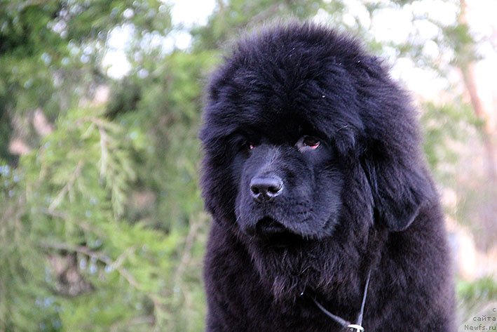 Фотография № 233181