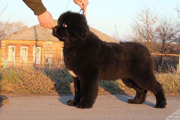 Фотография № 233183