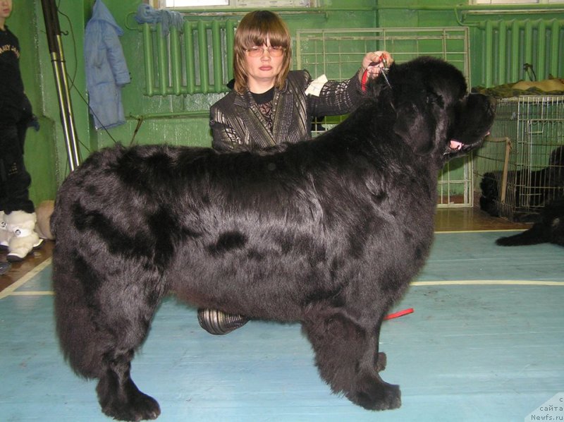 Фотография № 233184