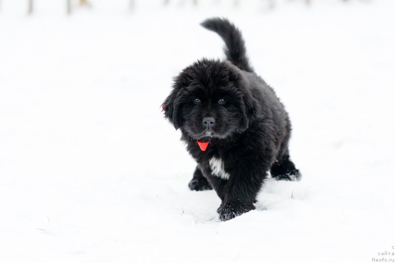 Фото: ньюфаундленд Umberto Rikkardo Korradjozo Difenzore (Умберто Риккардо Корраджозо Дифензоре)