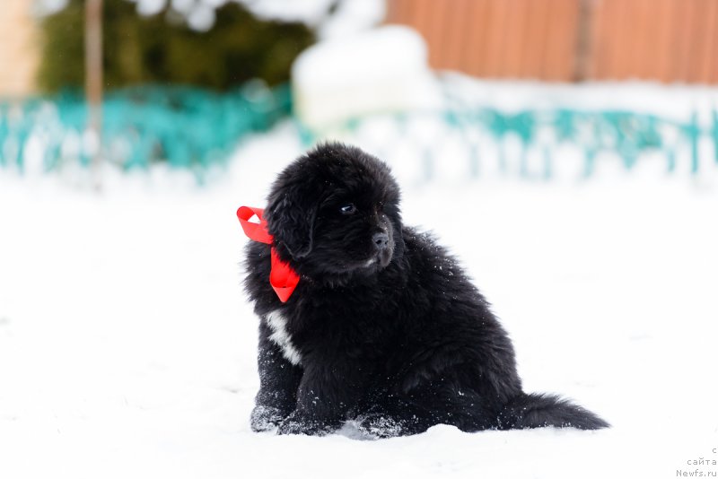 Фото: ньюфаундленд Umberto Rikkardo Korradjozo Difenzore (Умберто Риккардо Корраджозо Дифензоре)