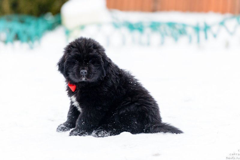 Фото: ньюфаундленд Umberto Rikkardo Korradjozo Difenzore (Умберто Риккардо Корраджозо Дифензоре)