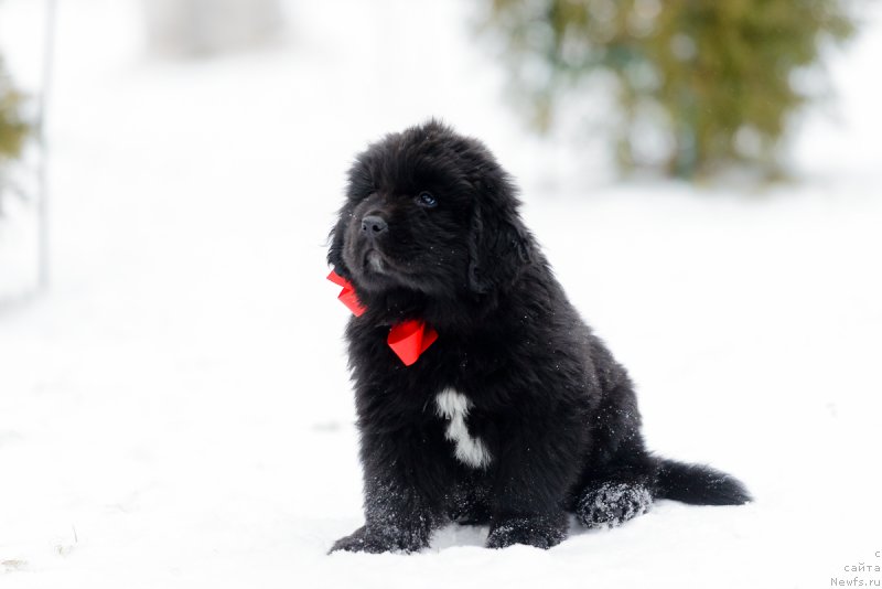 Фото: ньюфаундленд Umberto Rikkardo Korradjozo Difenzore (Умберто Риккардо Корраджозо Дифензоре)