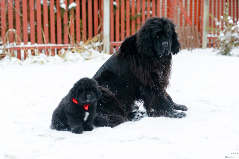 Фото: ньюфаундленд Umberto Rikkardo Korradjozo Difenzore (Умберто Риккардо Корраджозо Дифензоре), ньюфаундленд Moya Stihiya Imperatrica Mariya (Моя Стихия Императрица Мария)
