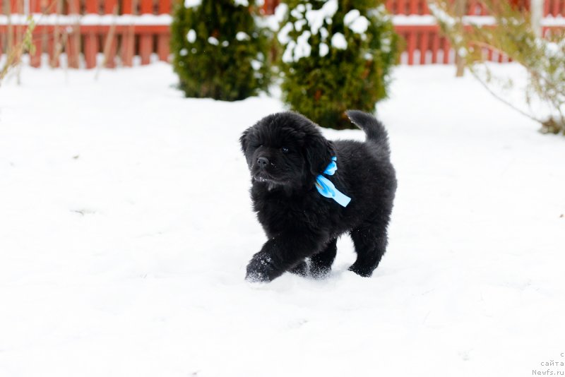 Фото: ньюфаундленд Uil'yam Djasper Kipyer of Tryejyer (Уильям Джаспер Кипэр оф Трэжэр)