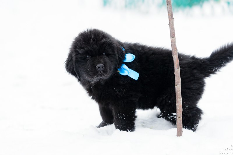 Фото: ньюфаундленд Uil'yam Djasper Kipyer of Tryejyer (Уильям Джаспер Кипэр оф Трэжэр)