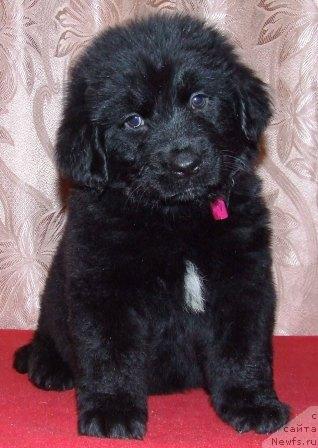 Фото: ньюфаундленд Val'kiriya Kalipsa (Валькирия Калипса)