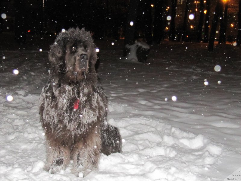 Фотография № 233239