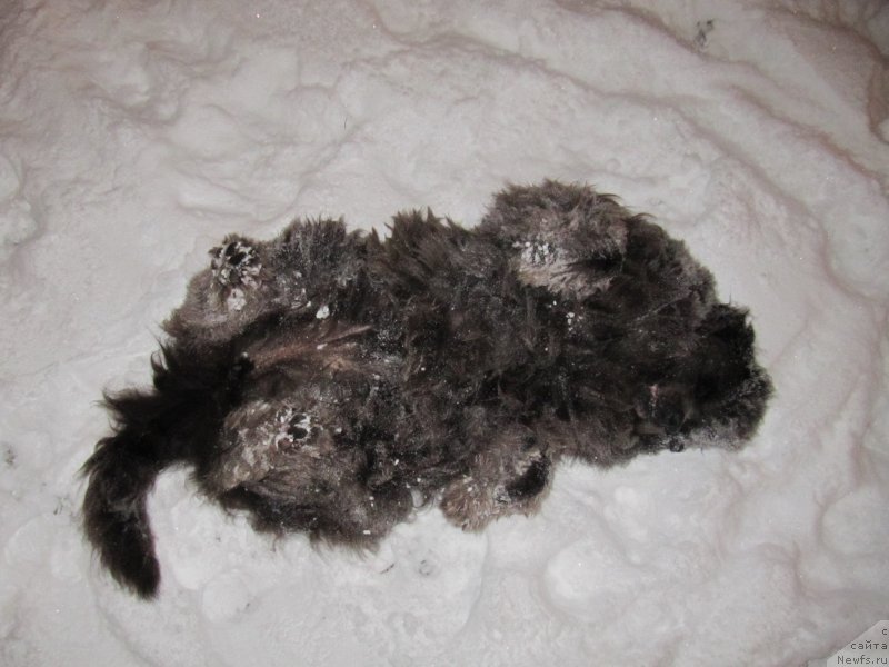 Фотография № 233241