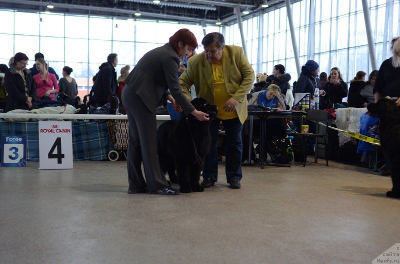 Фото: ньюфаундленд Terra Viktoriya Bogemnaya L'vica (Терра Виктория Богемная Львица)