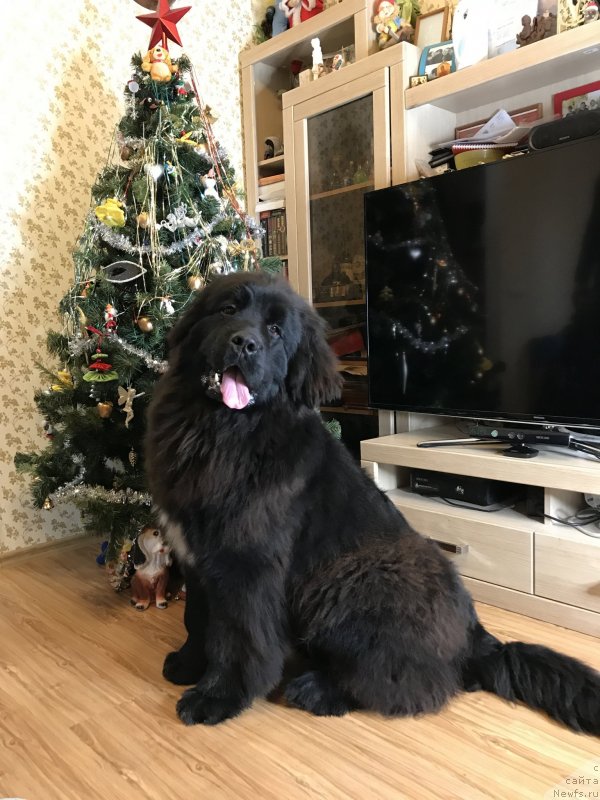 Фото: ньюфаундленд Aquatoriya Kelvin Navigator (Акватория Келвин Навигатор)