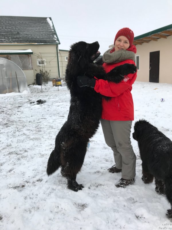 Фото: ньюфаундленд Aquatoriya Kelvin Navigator (Акватория Келвин Навигатор), Anna Seraya (Анна Серая)