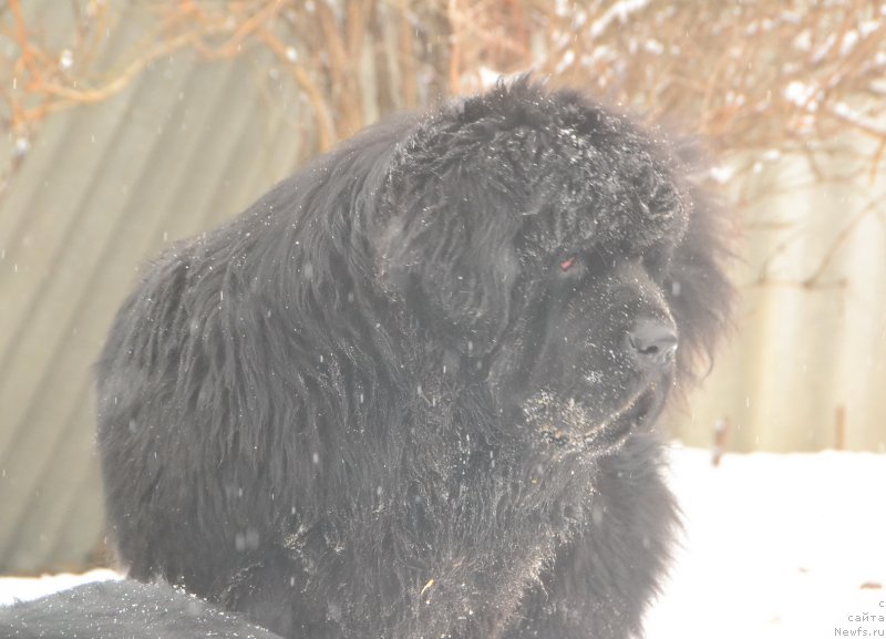 Фото: ньюфаундленд Talisman Morya La-Valetta (Талисман Моря Ла-Валетта)