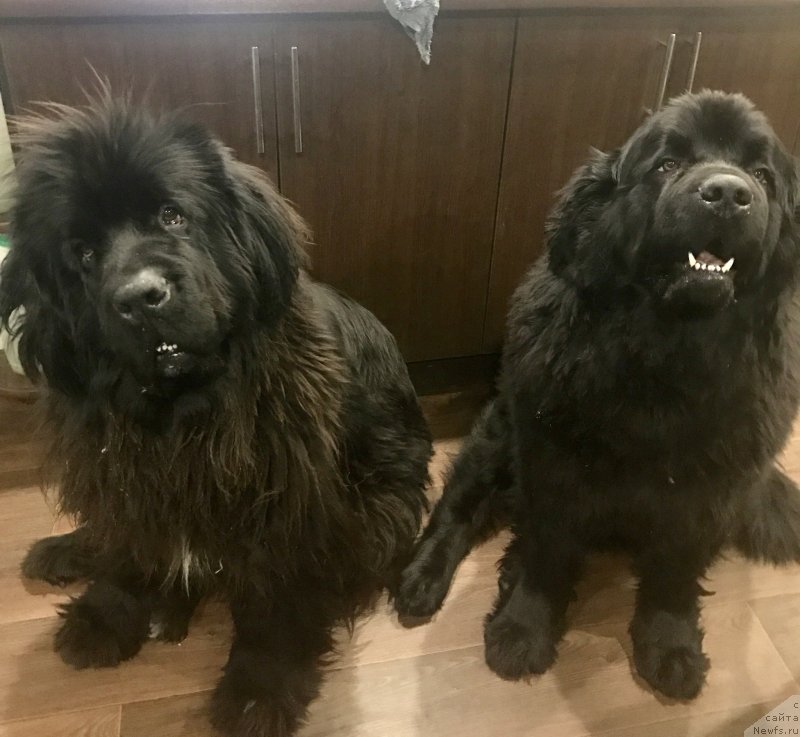 Фото: ньюфаундленд Mercedes Vialiki Miadzvedz (Мерседес Вялiкi Мядзведзь), ньюфаундленд Brownblood MSK Harricane Higgins (Браунблад МСК Харрикейн Хиггенс)