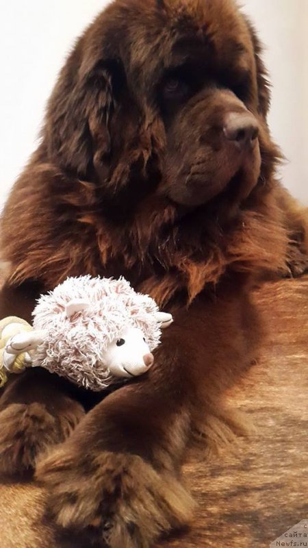 Фото: ньюфаундленд Brownblood MSK Hayes Hago (Браунблад МСК Хаиес Хаго)