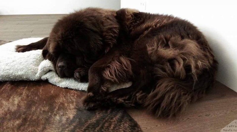 Фото: ньюфаундленд Brownblood MSK Hayes Hago (Браунблад МСК Хаиес Хаго)