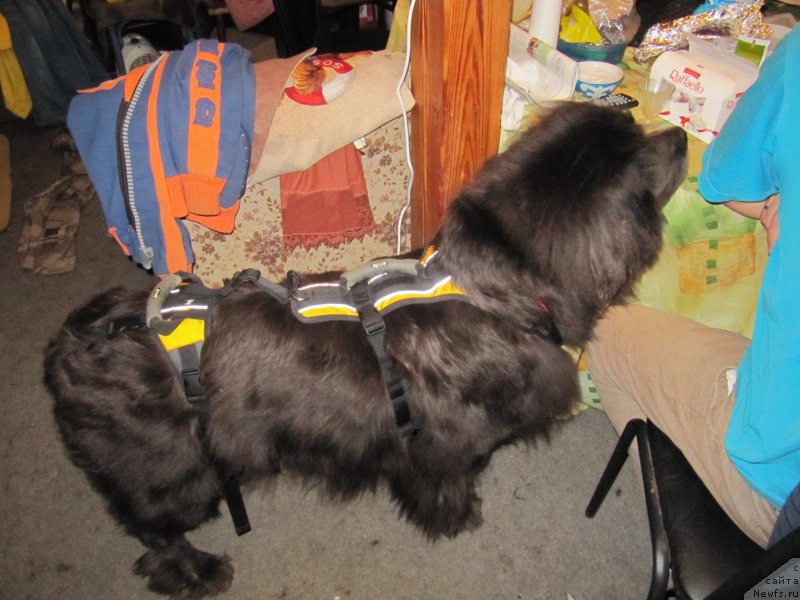 Фотография № 233295