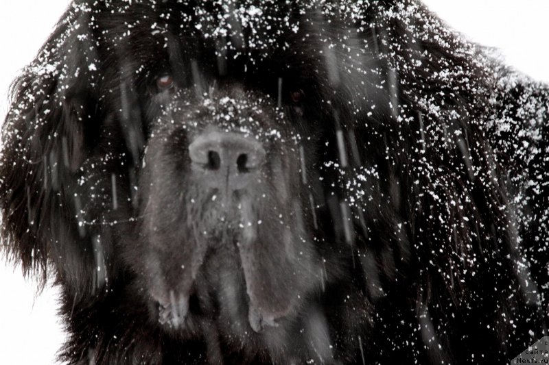 Фотография № 233296