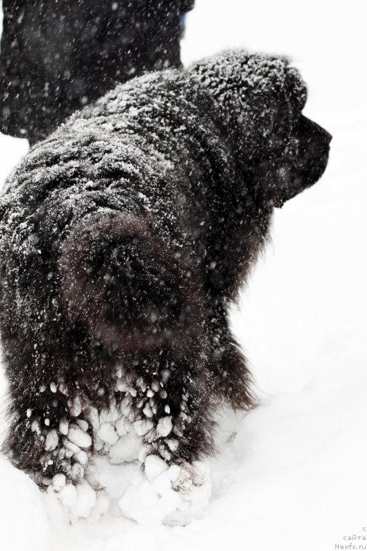 Фотография № 233297