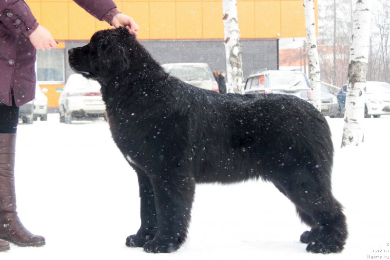 Фото: ньюфаундленд Akvian Song Tequila Gold (Аквиан Сонг Текила Голд)