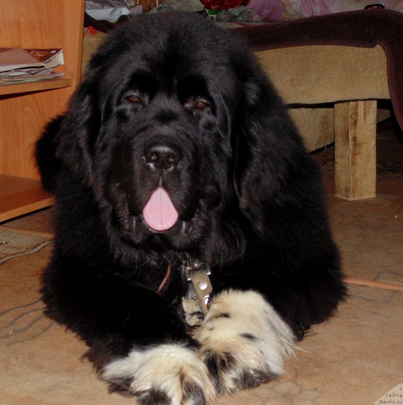 Фото: ньюфаундленд Super Bizon Tadj-Mahal (Супер Бизон Тадж-Махал)