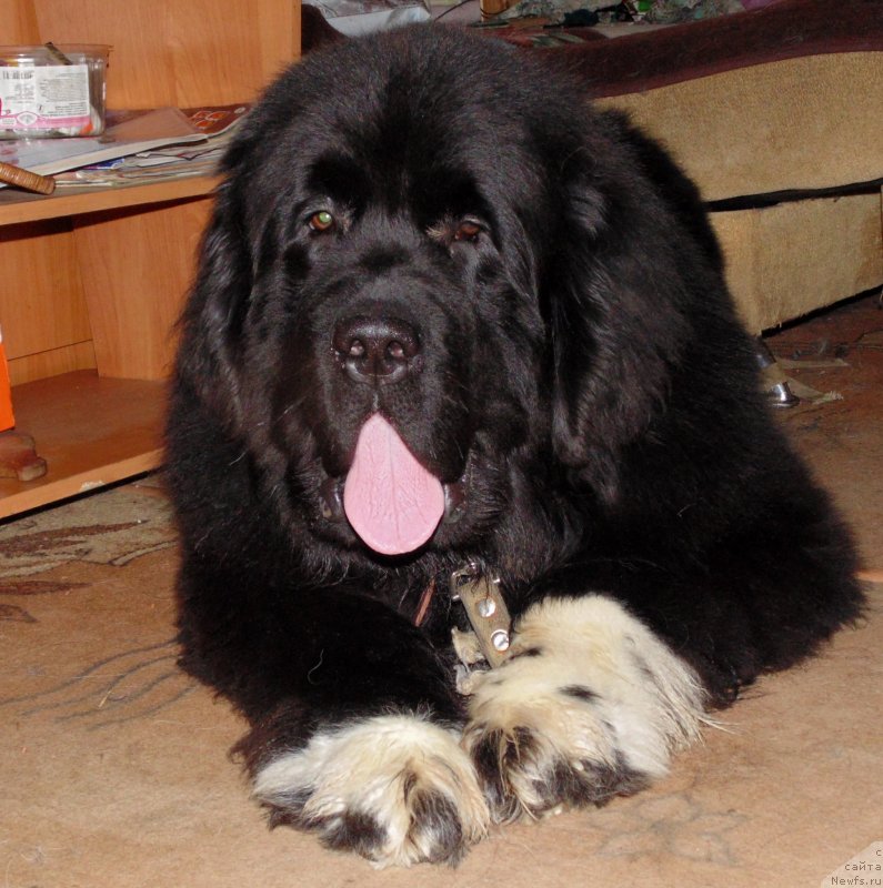 Фото: ньюфаундленд Super Bizon Tadj-Mahal (Супер Бизон Тадж-Махал)