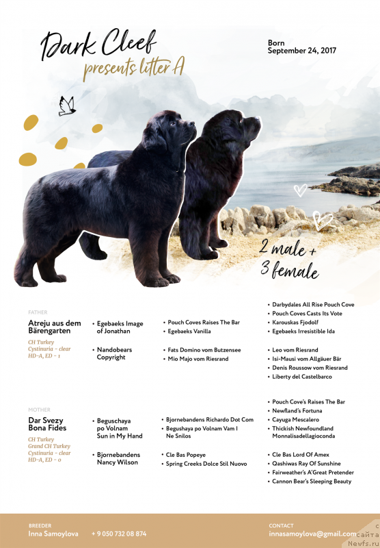 Фото: ньюфаундленд Dar Svezy Bona Fides (Дар Свезы Бона Фидес)