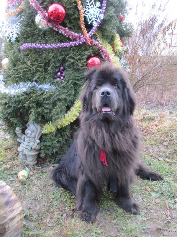 Фото: ньюфаундленд Melty Wave Marine Tifeya (Мелти Вейв Марин Тифея)